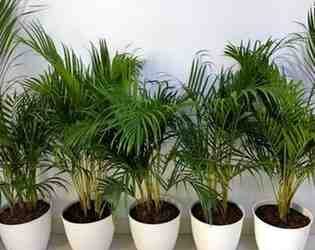 Ekspor Tanaman Hias Indonesia 2025