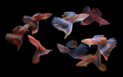 Ekspor Ikan Hias: Prosedur, Dokumen, dan Strategi Pengiriman