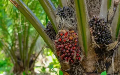 Ekspor Kelapa Sawit: Prosedur dan Peluang Pasar Global