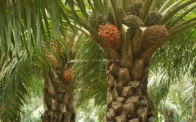Jasa Ekspor CPO untuk Distribusi Internasional yang Efisien